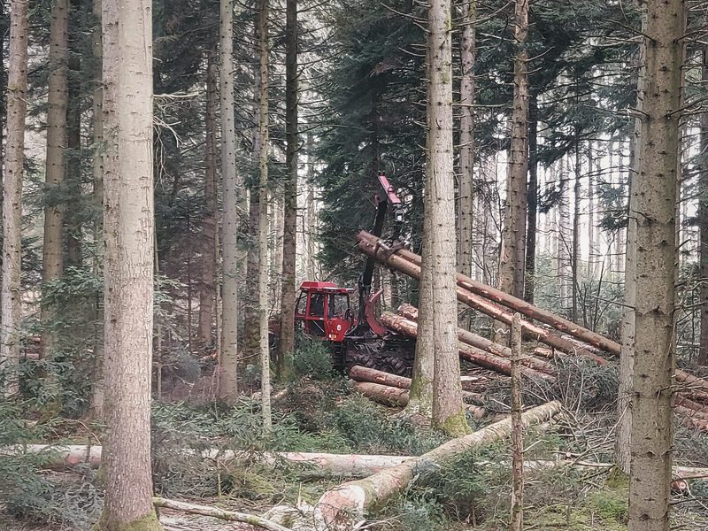 Rückezug lädt Langholz im Nadelwald