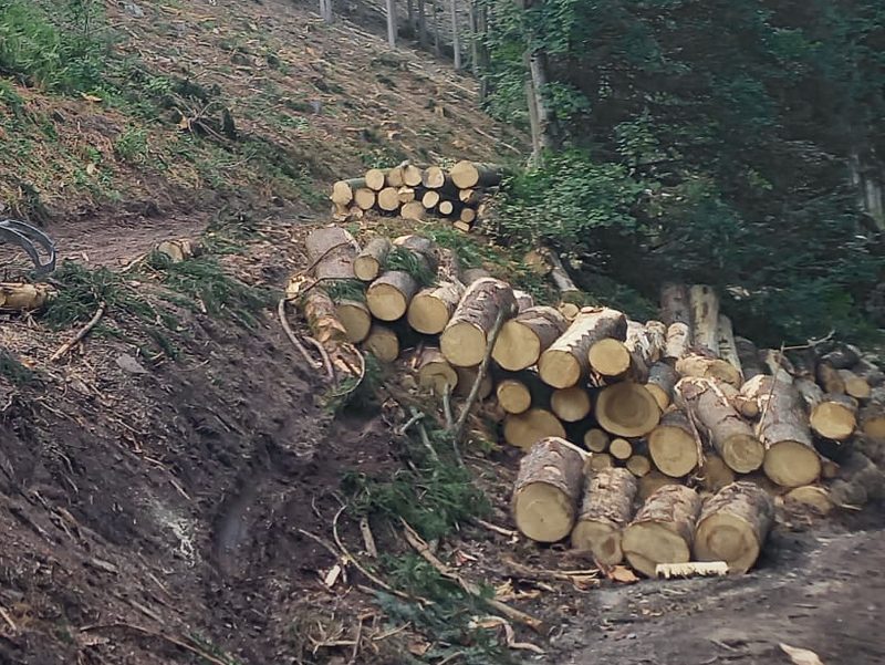 Aufgeschichtete Holzstämme an einem Waldhang